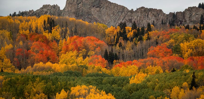 Aspens showing their full spectrum of fall colors