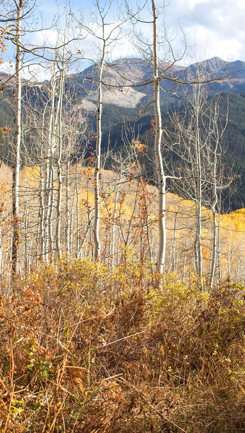 Sarah Uhl descending into the aspens of Crested Butte