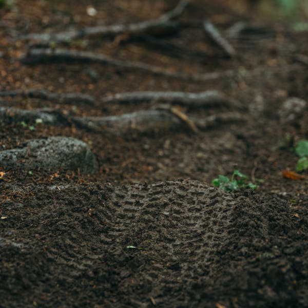 EWS.6 Sugarloaf - Roots