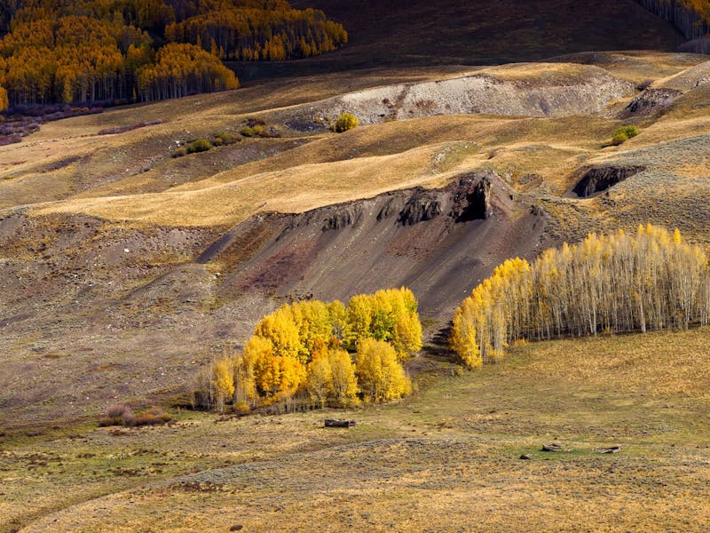 Patch of aspen trees in bright yellow color