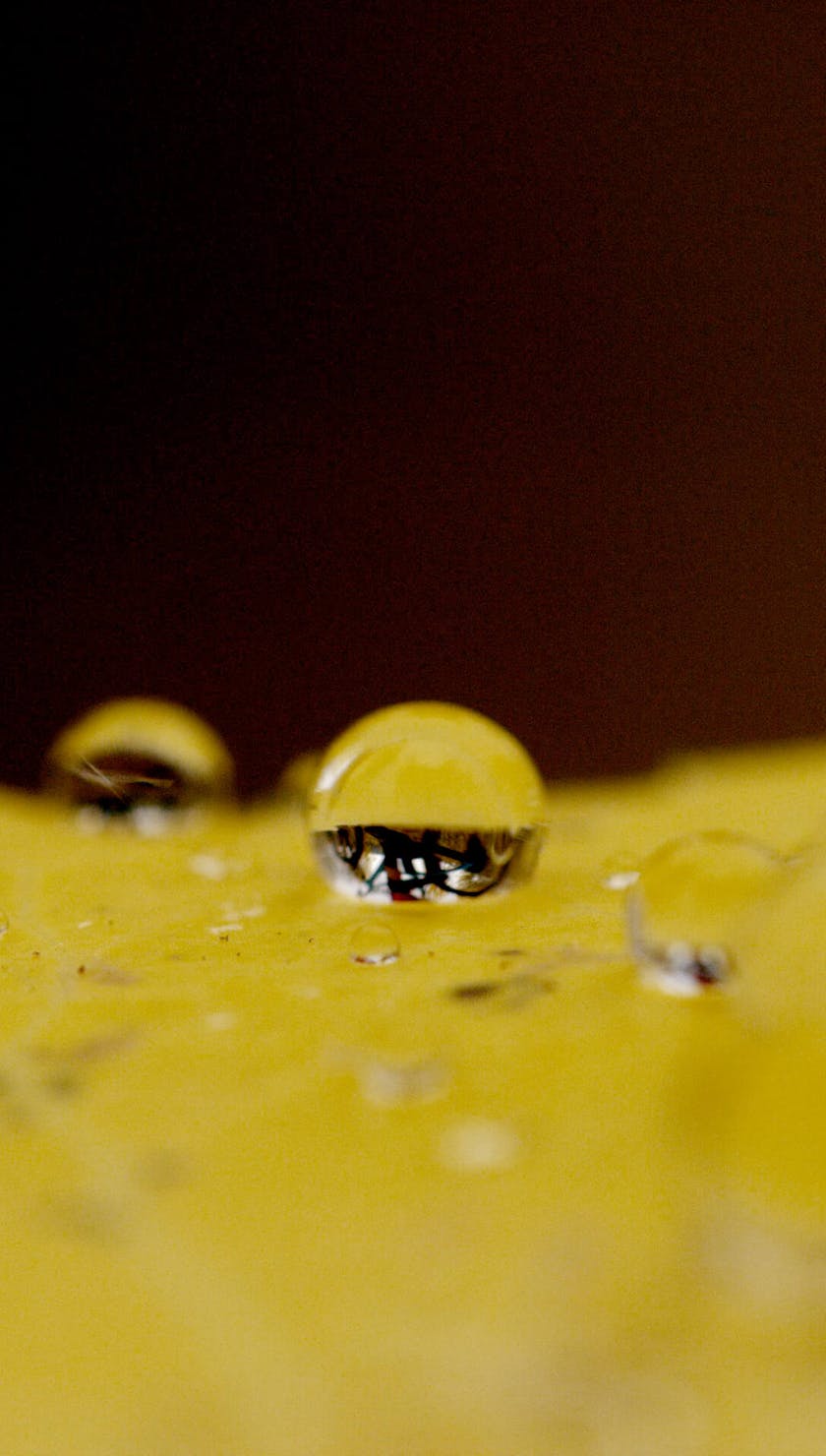 Water droplets on a leaf