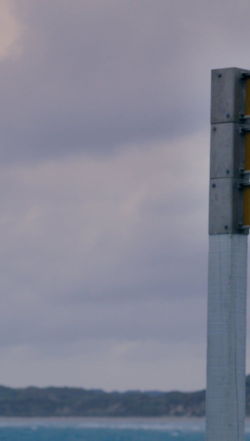 Roots Run Deep 'Robin'