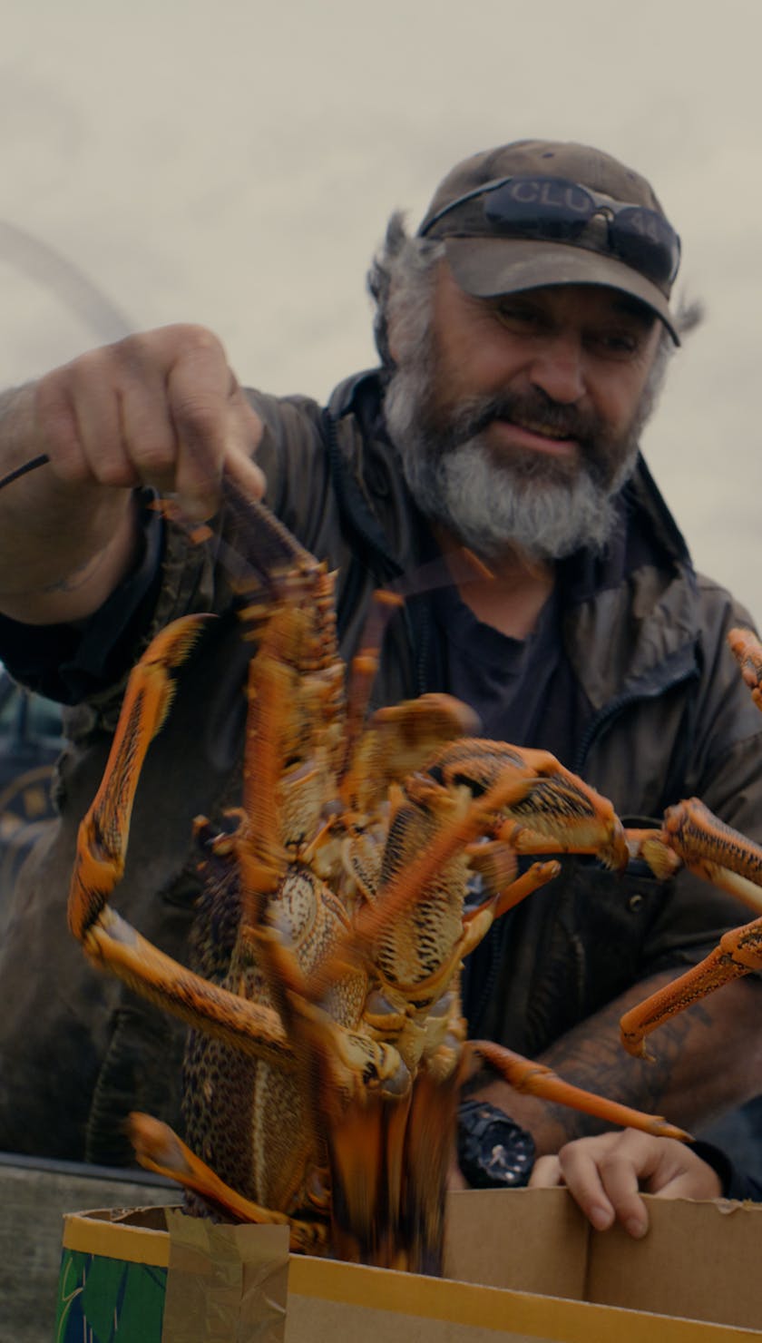 Roots Run Deep 'Robin' - Lobsters