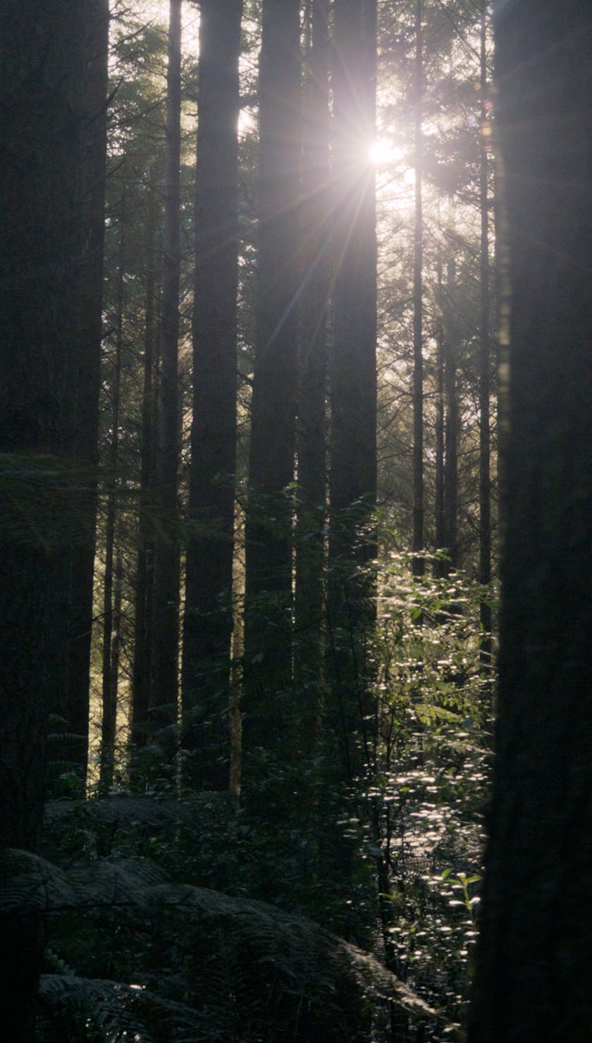 Roots Run Deep 'Robin' - Trees