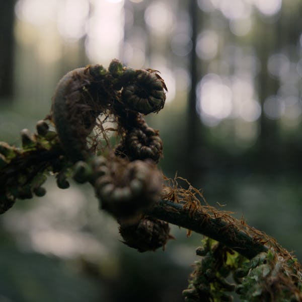 Roots Run Deep 'Robin' - Robin Goomes