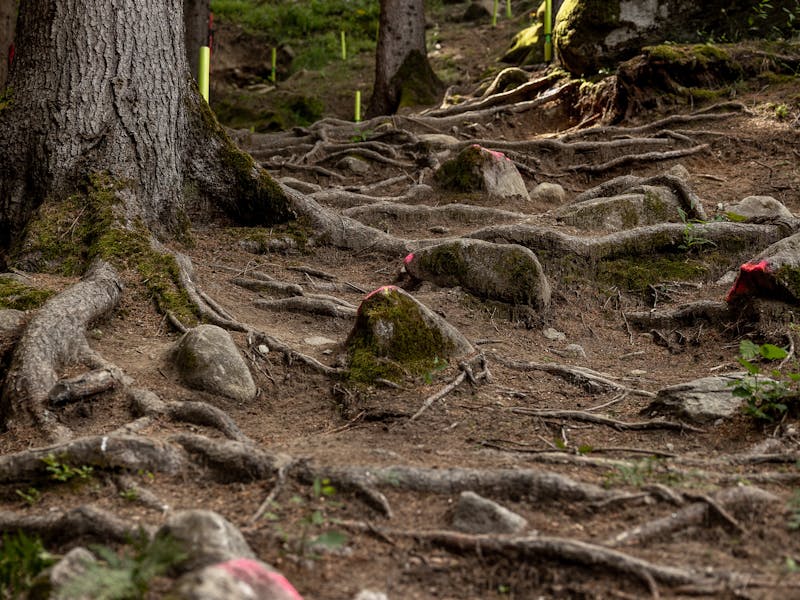 2025 DHI.4 Val Di Sole - Roots