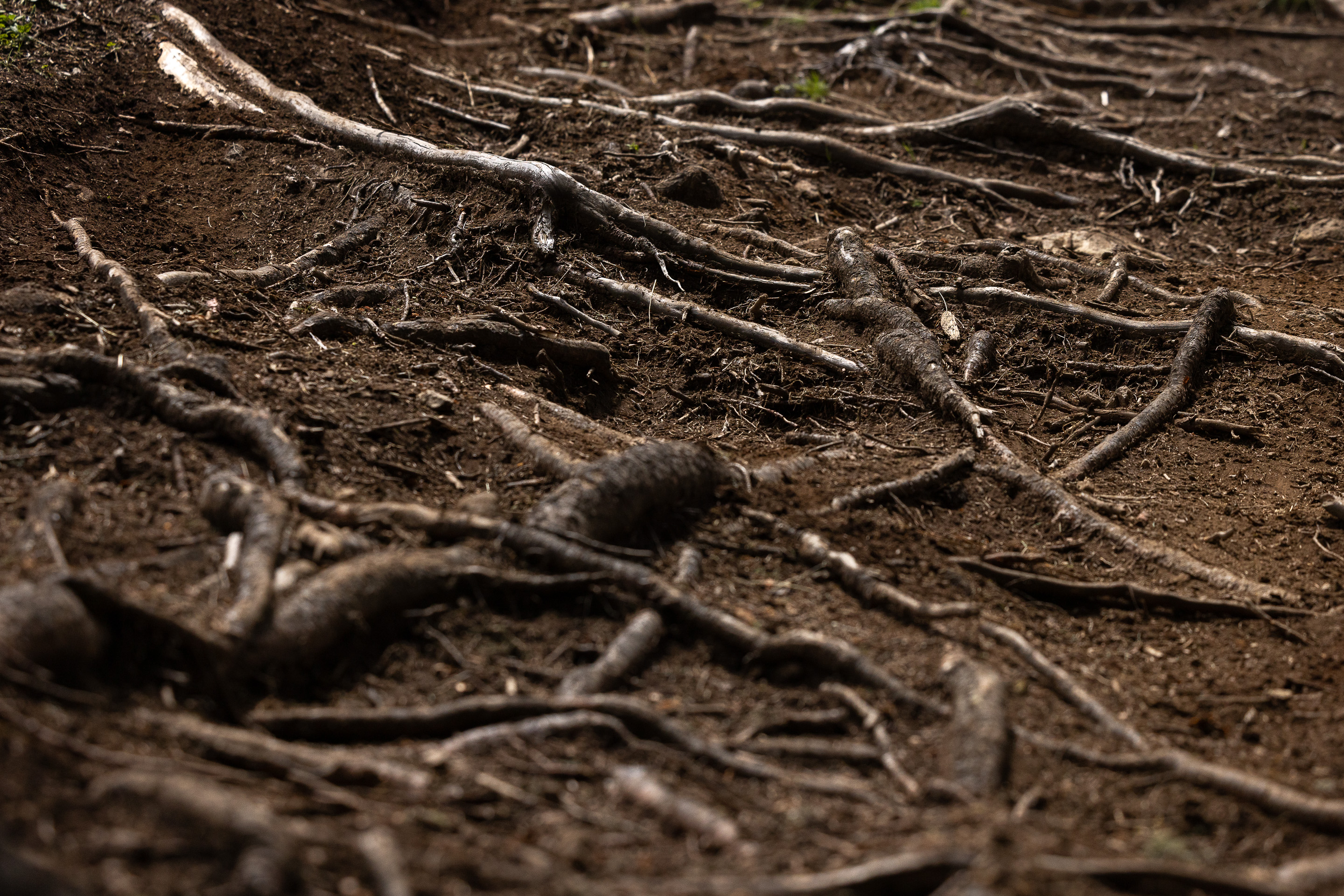 2025 EDR.5 Canazei - Roots