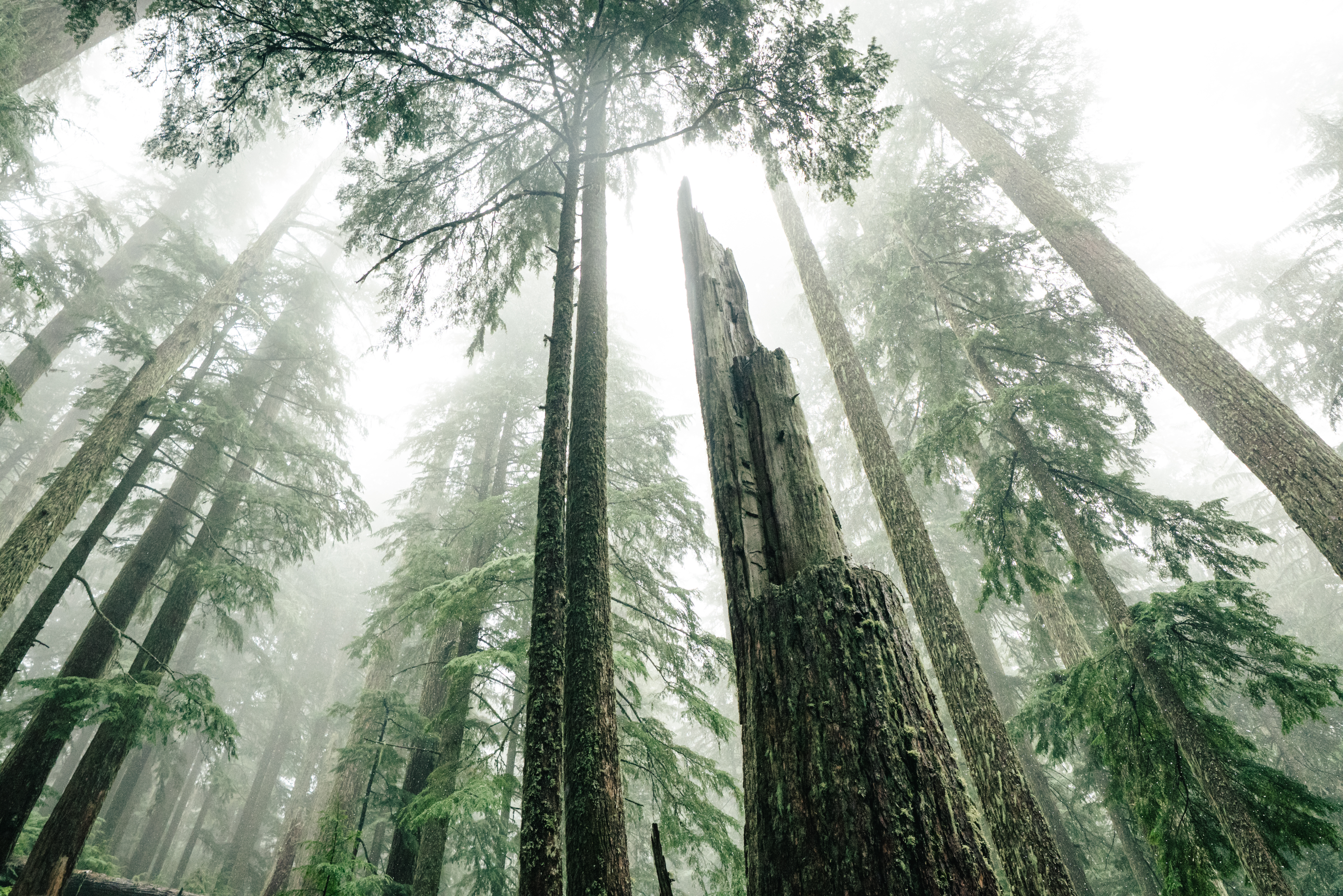 2026 Yeti Gathering Oregon - Trees