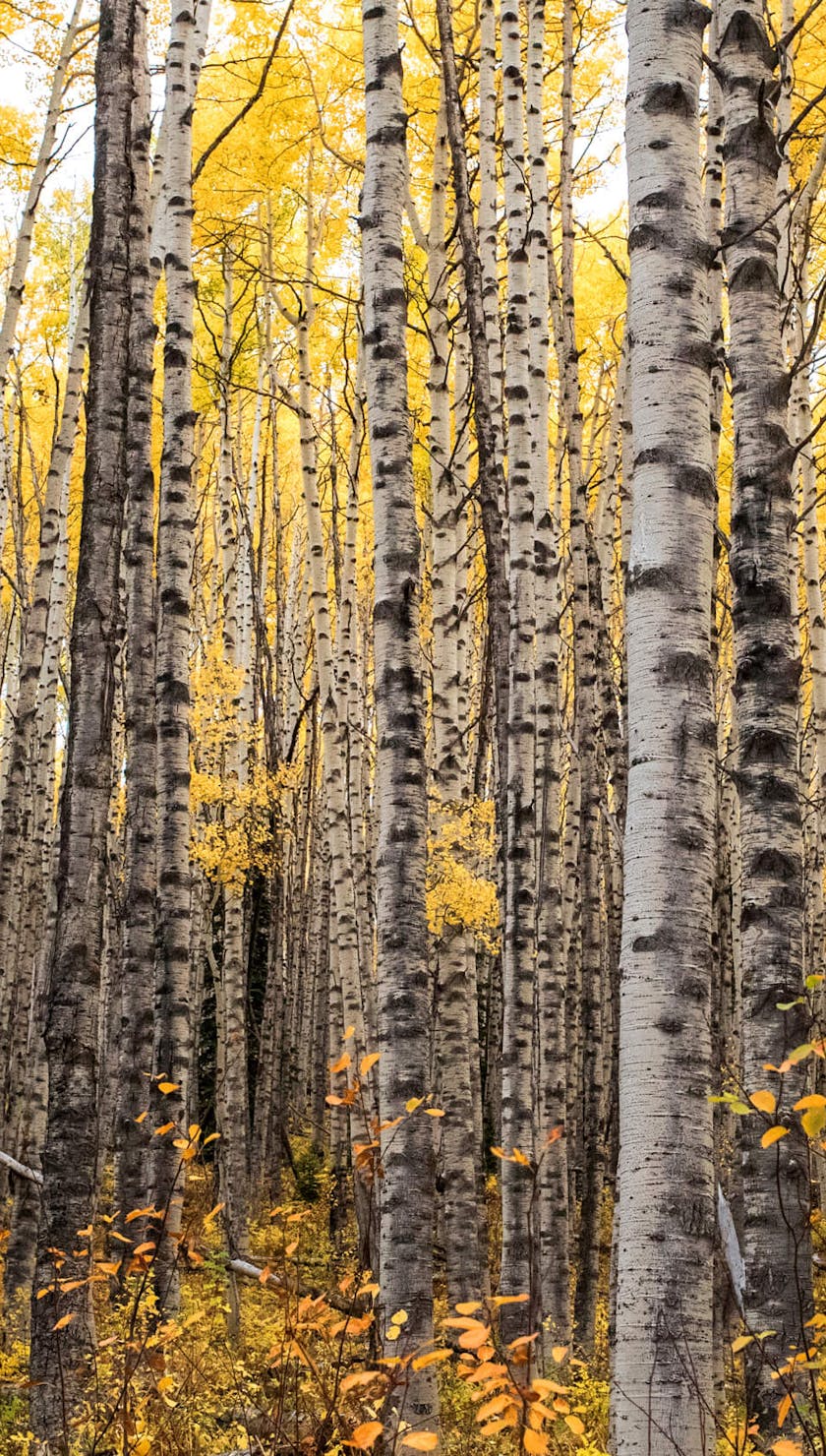 Endless aspen trees