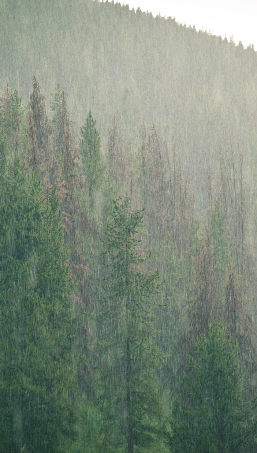 Colorado afternoon high country shower